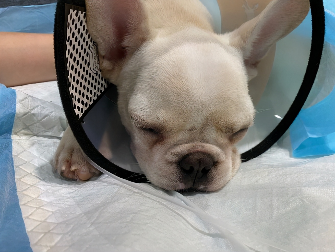 买只法斗小狗狗,买一只小法斗要多少钱