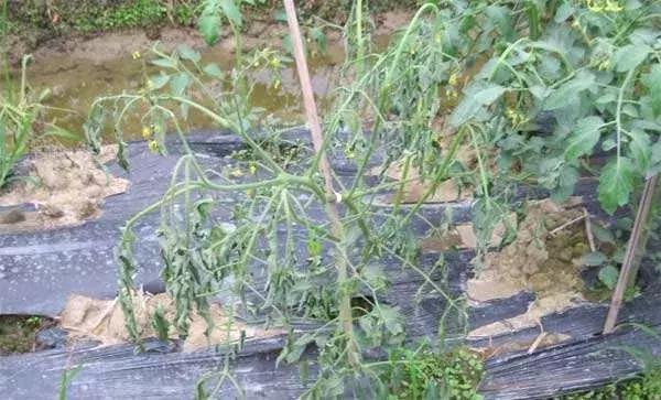 番茄青枯病萎蔫,青枯病和立枯病萎蔫的症状