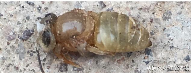 蜜蜂病虫害的防治技术,蜜蜂要怎么防治病虫害视频