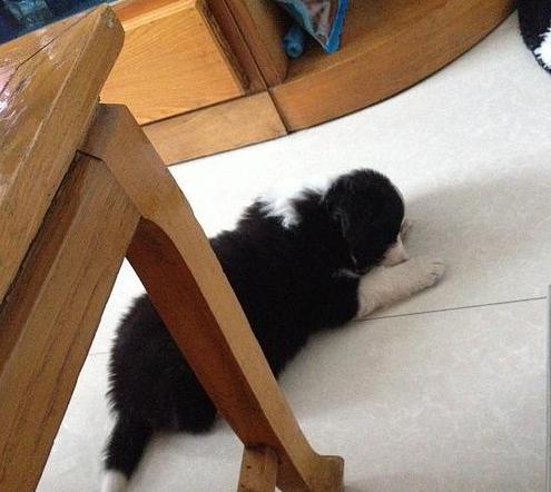 明明有猫窝就是不睡,冬天狗子睡地板不睡狗窝