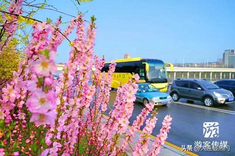 辽宁踏青赏花地点推荐,辽宁春游踏青赏杜鹃花