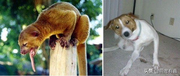 辟谣宠物,奇特可爱宠物