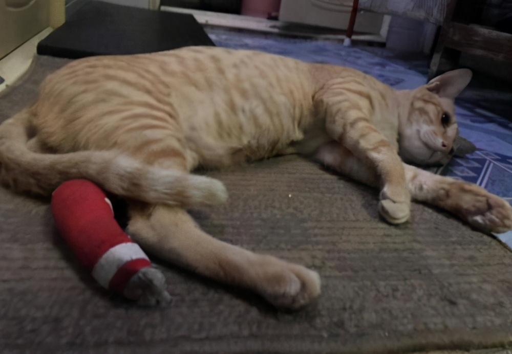 猫咪脚受伤了怎么办擦什么药,猫咪脚受伤化脓臭了怎么办