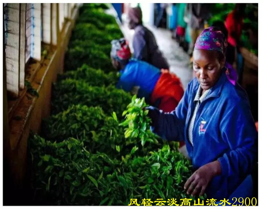 中国红茶肯尼亚红茶,肯尼亚红茶优势