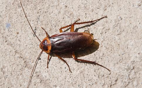 灭蟑螂的最好方法1-2天灭绝蟑螂,天气渐冷蟑螂出来了会死吗