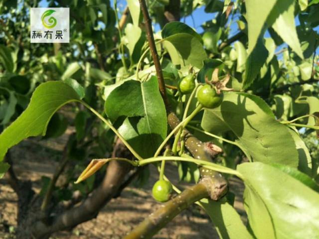 果树产生药害怎么补救,果树喷噻苯隆产生药害怎样补救