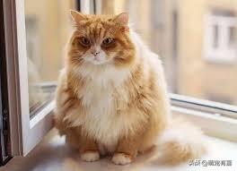 猫咪每天吃多少猫粮公式,辟谣猫咪食物