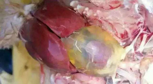 鸡食欲好突然死亡,鸡晚上突然死亡怎么回事啊