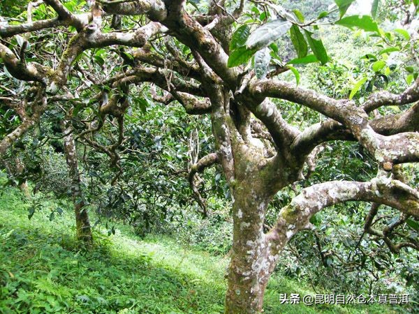 果香浓郁、茶汤柔顺——拔玛，南糯山最好的茶