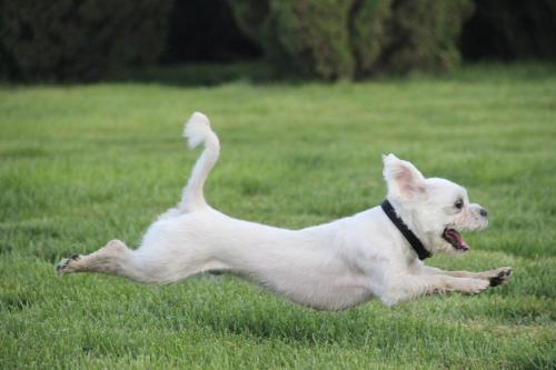 狗狗不停啃jio的八个原因！