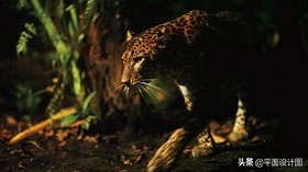 鍗曞弽鎷嶆憚鐭墖,鐭墖鎷嶆憚鍗曞弽