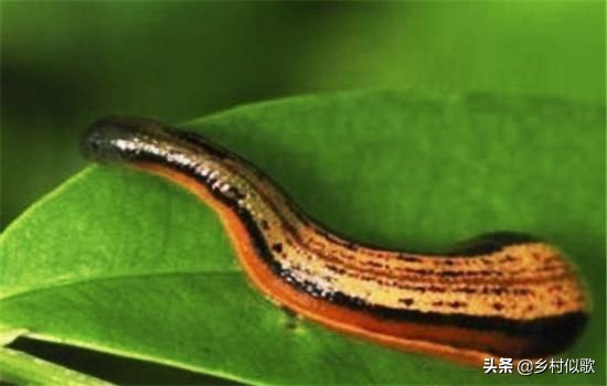 为什么蚂蟥被人们称为水中软黄金,农村里的蚂蝗长啥样