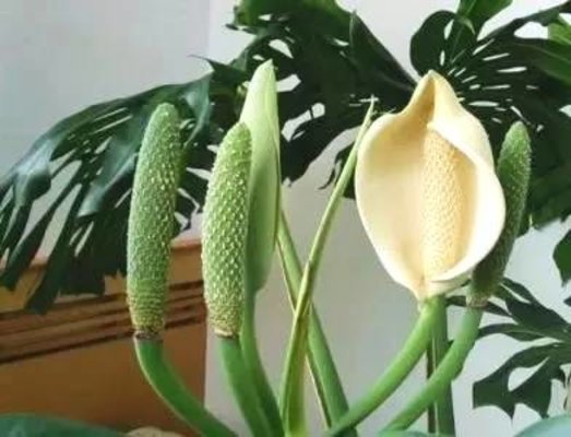 缅甸十大名贵水果,十大名贵水果有哪些