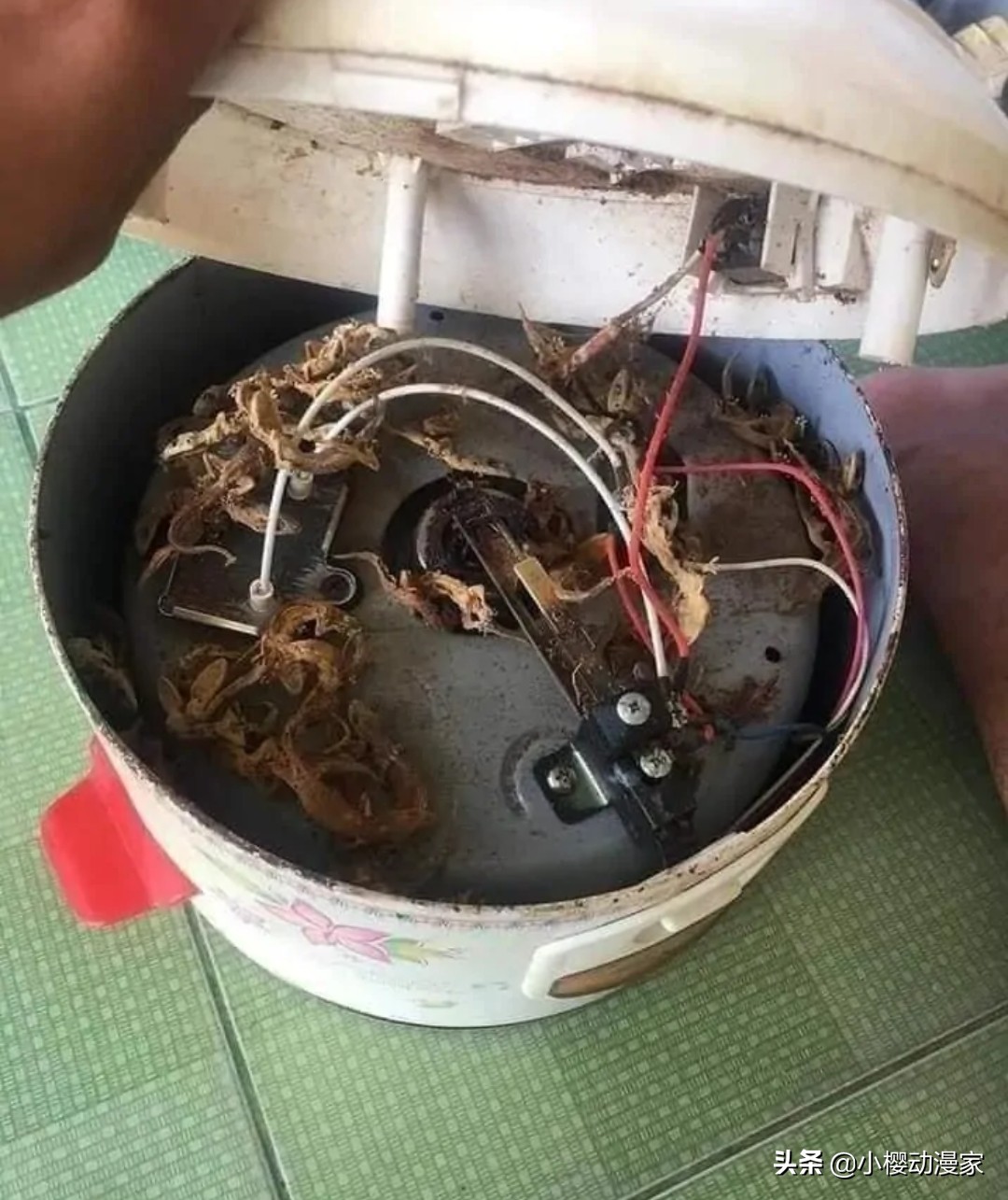 宅男煮米饭总有香味,电饭煲锅底十几只壁虎。网友:千寻诚不欺我