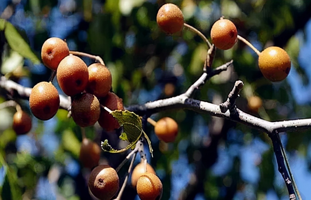 家在延津原唱完整版,家在延津主页