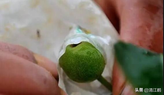 梨子果锈什么原因,梨子果锈怎么去除