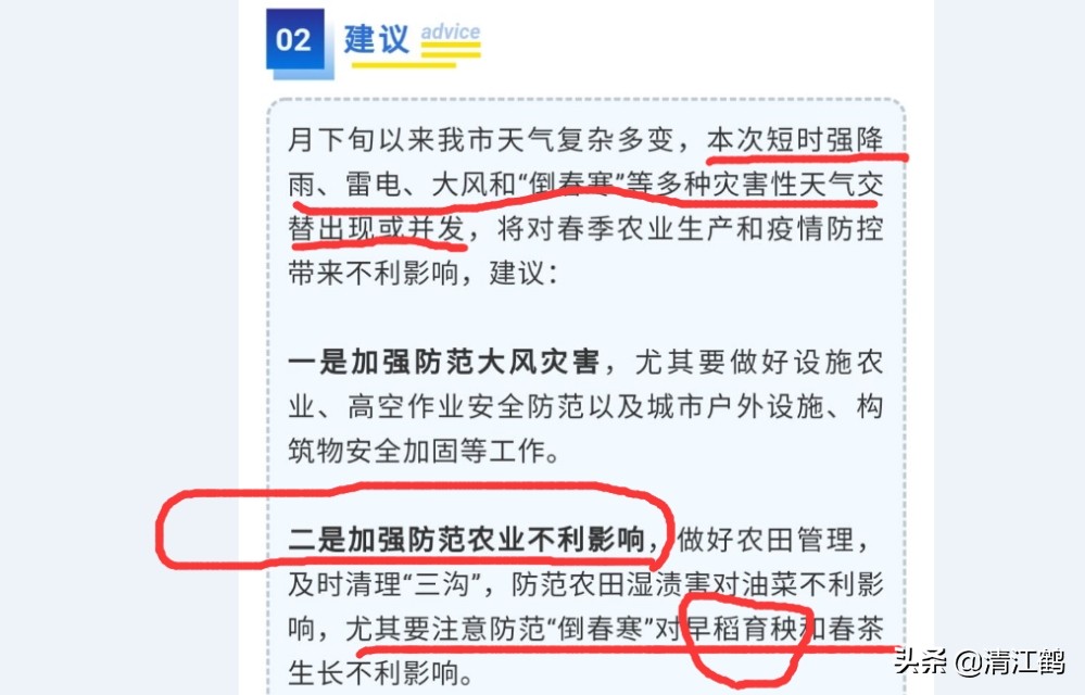 旱育秧为什么出苗不齐,稻苗旱死是什么原因