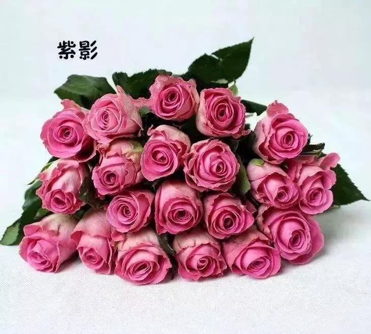 每天学习一点点花卉,100种常见玫瑰品种