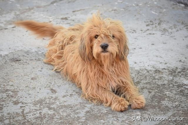下雨天遛狗狗会生病吗,下雨天不要遛狗