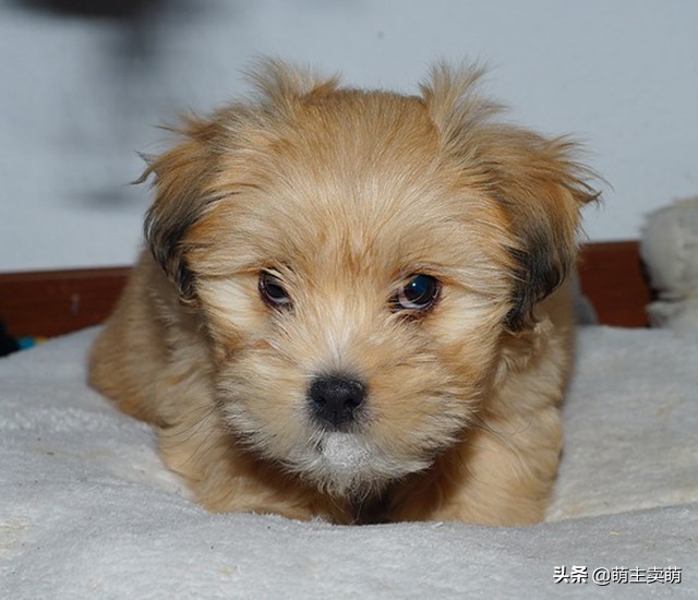 泰迪犬粘人,泰迪犬有这些症状说明被人宠爱着