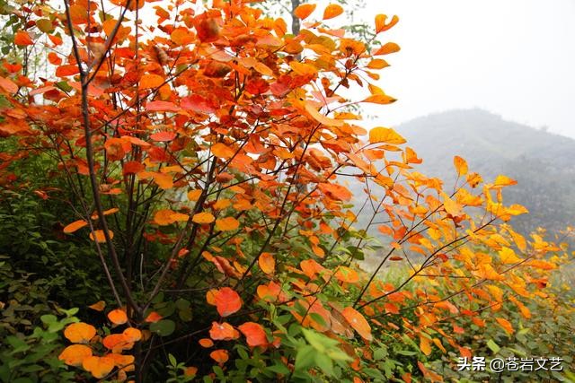 征歌展播：《唱井陉》（宋海波词，冀文飞曲，时丽丽演唱）