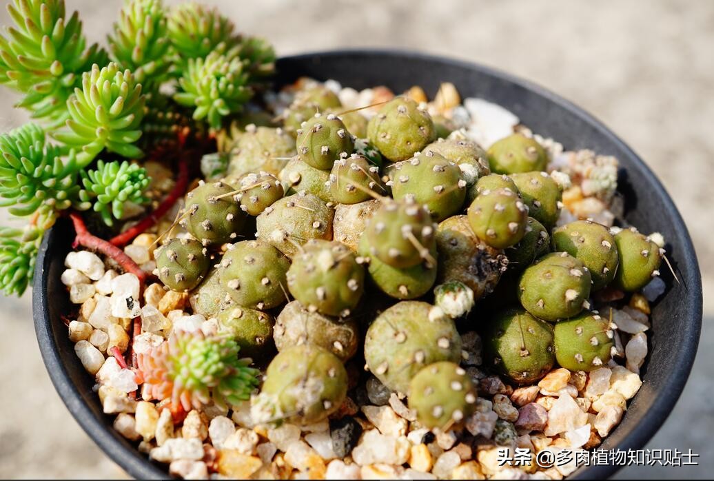 仙人掌突然枯萎死了寓意着什么呢,仙人掌一次浇水多会死吗