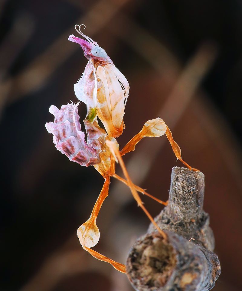魔花螳螂分布在哪里,魔花螳螂到底有多可怕