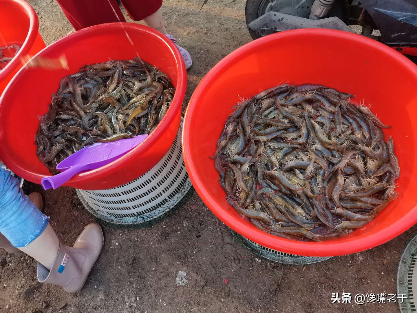 鲜虾挑虾线的简单正确方法,鲜虾怎么去虾线最简单的方法