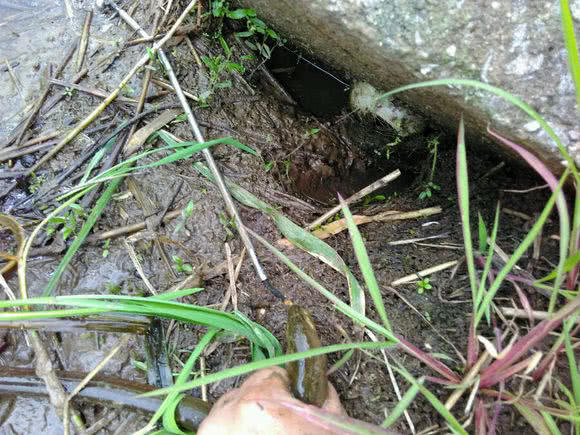 钓黄鳝怎么找洞,钓黄鳝找石头洞的技巧