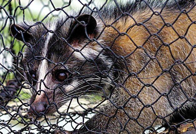 哪三种野生蝙蝠不能吃,十大不能吃的野生蝙蝠