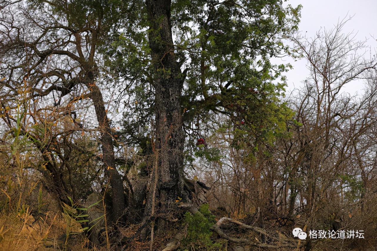 被称为“非洲最强挖掘机”的它，挖洞速度比6个人还快