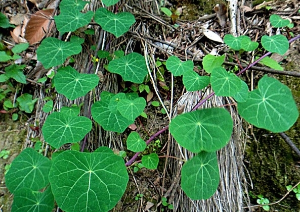 名称很像植物的动物,名字很像植物的动物