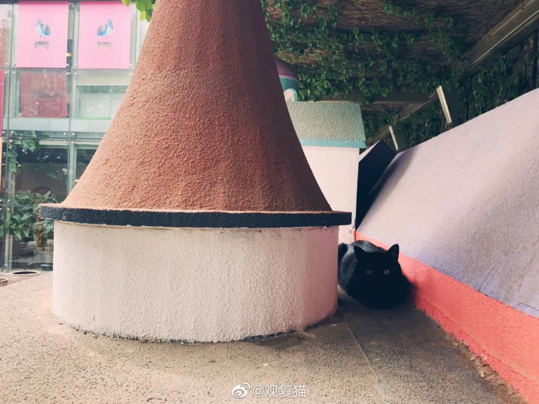 视力不好可以养黑猫吗,眼神不好的千万别养黑猫