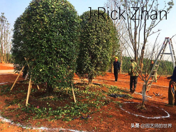 适合北方庭院种植的低矮草坪,家庭庭院怎样混搭种植草坪和蔬菜