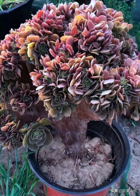 养法师的十大技巧,养法师怎么样施肥