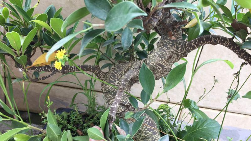 新手也能学会的修剪盆景技巧,枸杞盆景修剪技巧图解