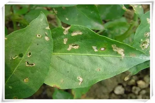 辣椒病害图谱大全大图,辣椒病害大全图片及防治方法