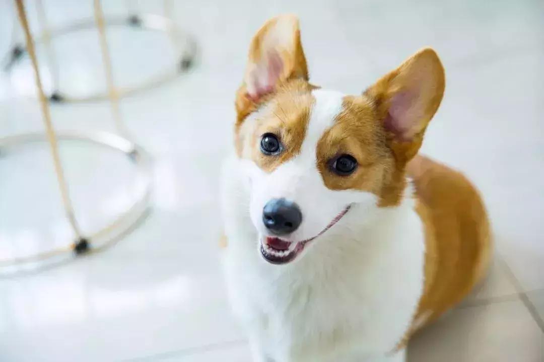 马克深圳最秀狗咖