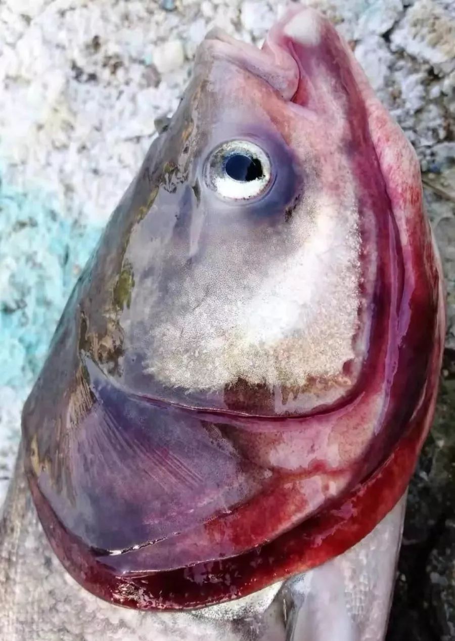 水产什么药预防疾病最好,水产养殖预防大于治疗