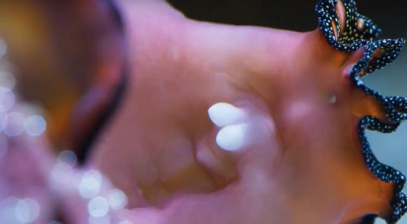 9.9恋爱游戏,9.9分恋爱番