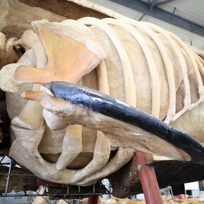 大连座头鲸标本,大连标本制作工厂