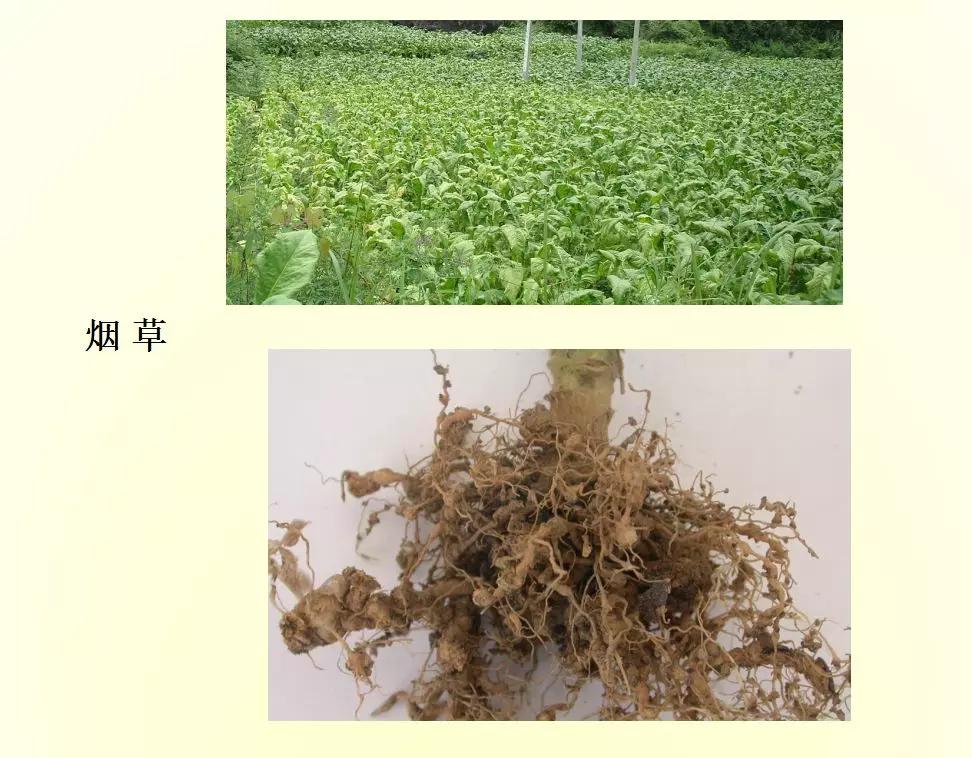根结线虫病害及治疗方法,根结线虫危害全过程