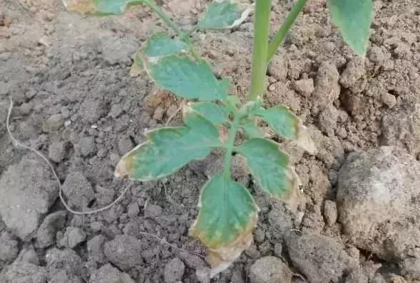 羊粪鸡粪和猪粪哪个效果最好,猪粪鸡粪牛粪羊粪哪个好