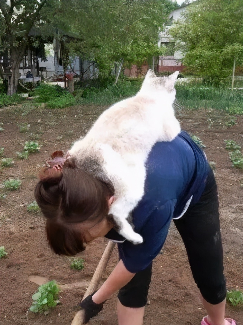 卑微的两脚兽，欢迎来到喵星人的世界