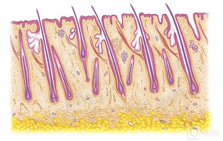 爸妈不脱发舅舅脱发会遗传吗,父亲35岁脱发算遗传吗