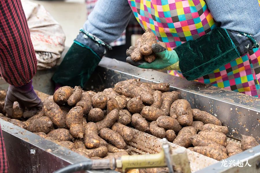 达州道地药材天麻,正宗中药材天麻
