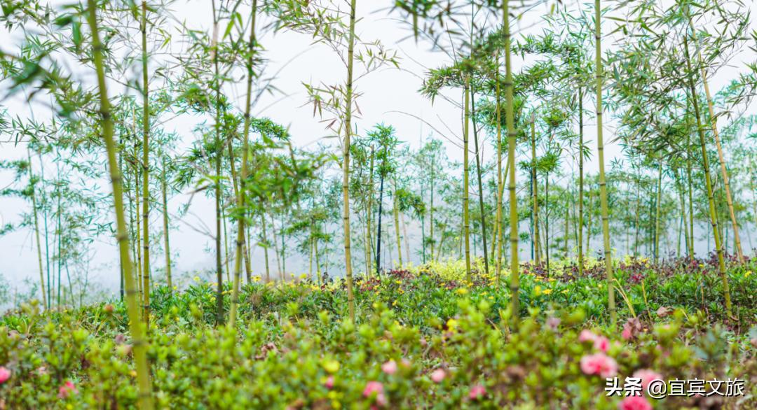 国内赏竹,中国人赏竹