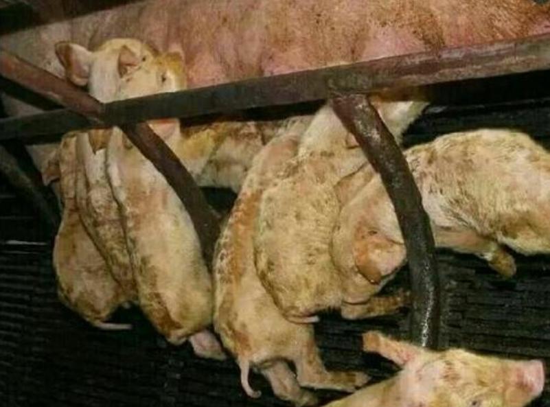 小猪拉稀是不是多喝水就不会脱水,小猪严重拉稀脱水不吃食用什么药