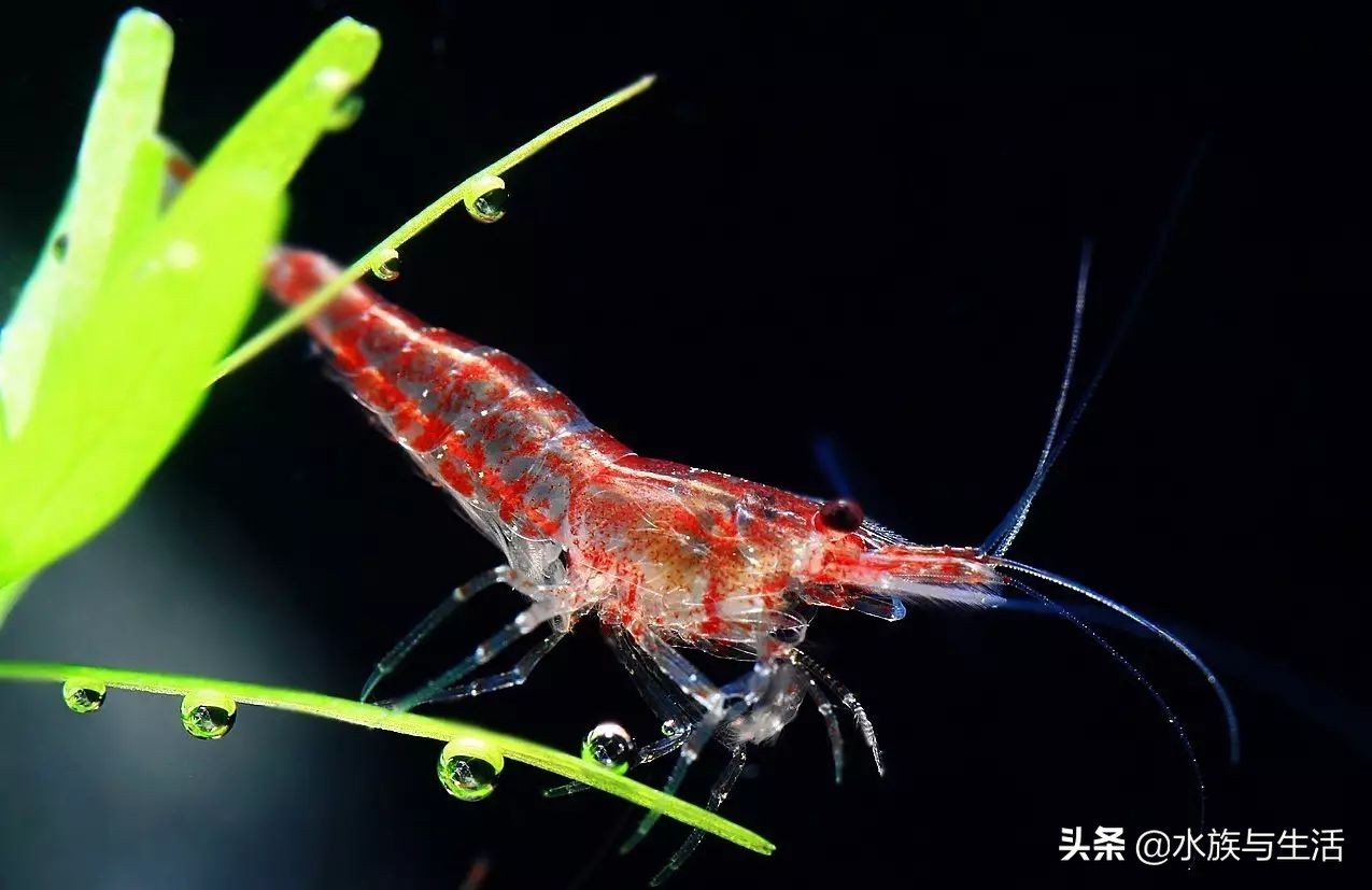 樱花虾极火虾这类观赏虾能长多大,观赏樱花虾极火虾