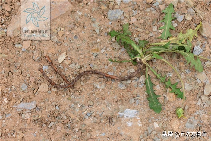 蒲公英泡水喝的利与弊你了解多少,关于蒲公英的知识科普